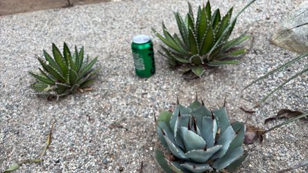 Variegated agave