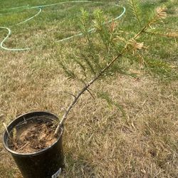 Idaho Evergreen Saplings 
