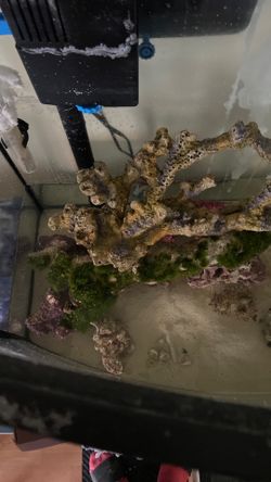 Salt Water Tank Everything Must Go
