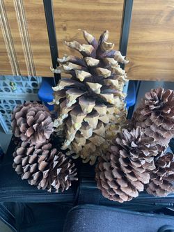 Natural Dried Pine Cones Set