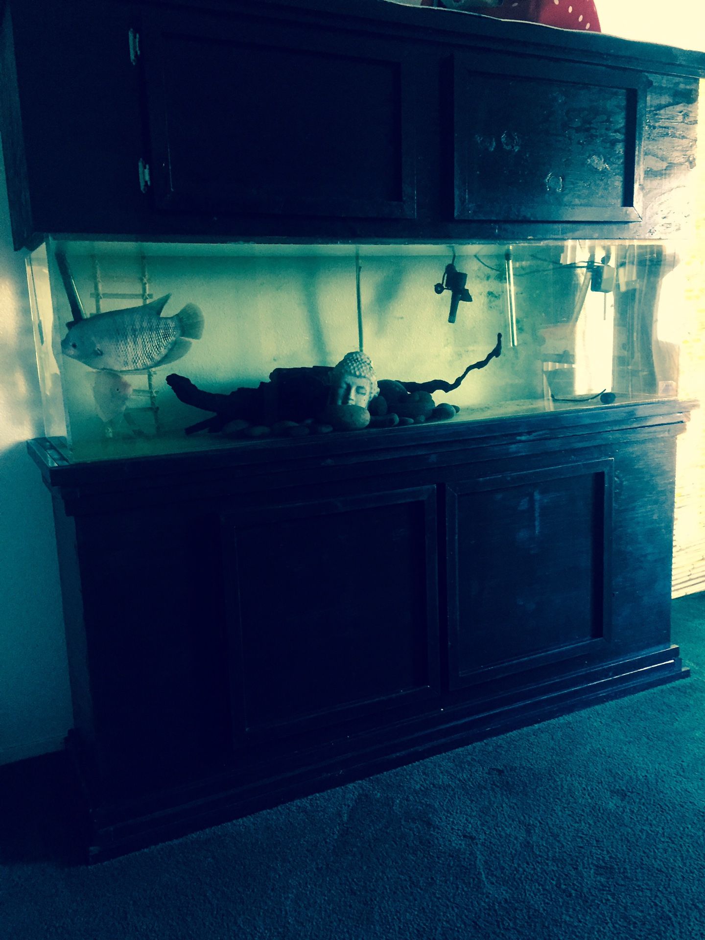 125 gallon aquarium fish tank