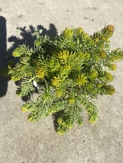 Jennyβs stonecrop succulent plant π±,4 inches ,$5 each