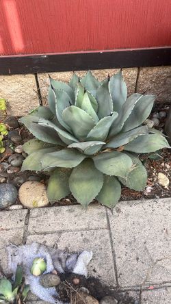 25 Years Agave - Needs New Home Today