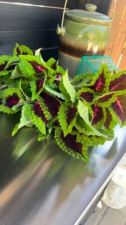 Clippings from my plant it does bloom and easy to transplant