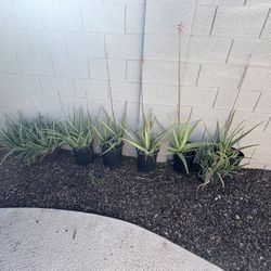 Aloe Vera