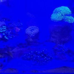 complete aquarium with everything shown in the photo and videos