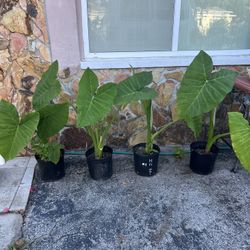 ELEPHANT EARS PLANTS IN PLASTIC POT FOR SALE