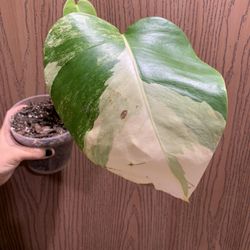 Monstera Aurea