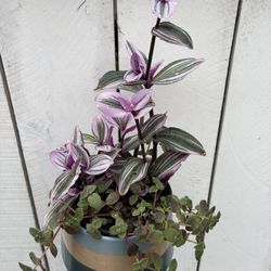 tradescantia nanouk 
