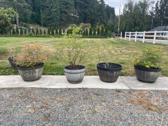 Blueberry Bush