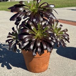 Succulent.      Cactus Aloe Agave Euphorbia 