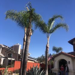 tree palmas