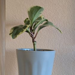 Healthy Beautiful Indoor Plant(Peperomia)