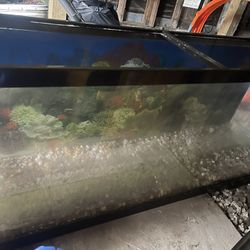 55 Gallon Fish Tank Stand And All The Accessories 