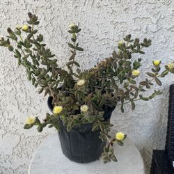 1 Gallon Pot Succulent Plant - Delosperma Echinatum - Pickle Plant - Rooted &  Established - Drought Resistant 🪴 