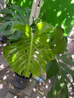 Planta grande
