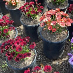 🚨💐African Daisys
