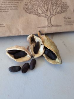 Ca Peony Dried Seed Pod with Black Seeds
