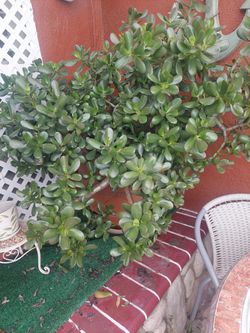 PLANTA MILLONARIA