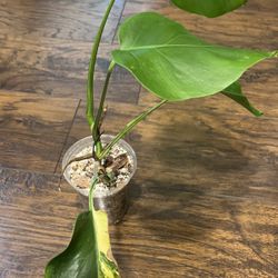 Monstera Aurea Plant 
