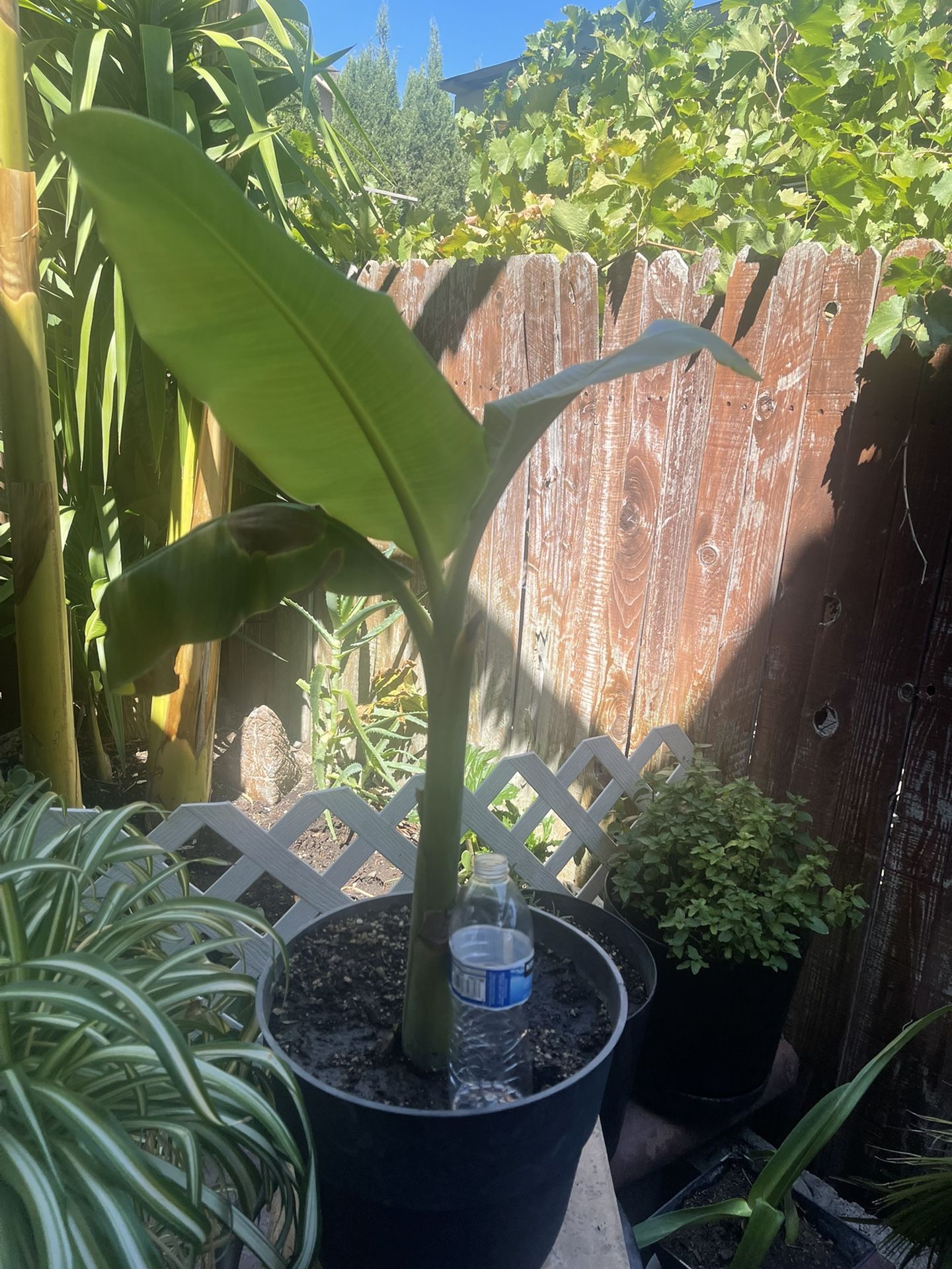 Banana Tree 