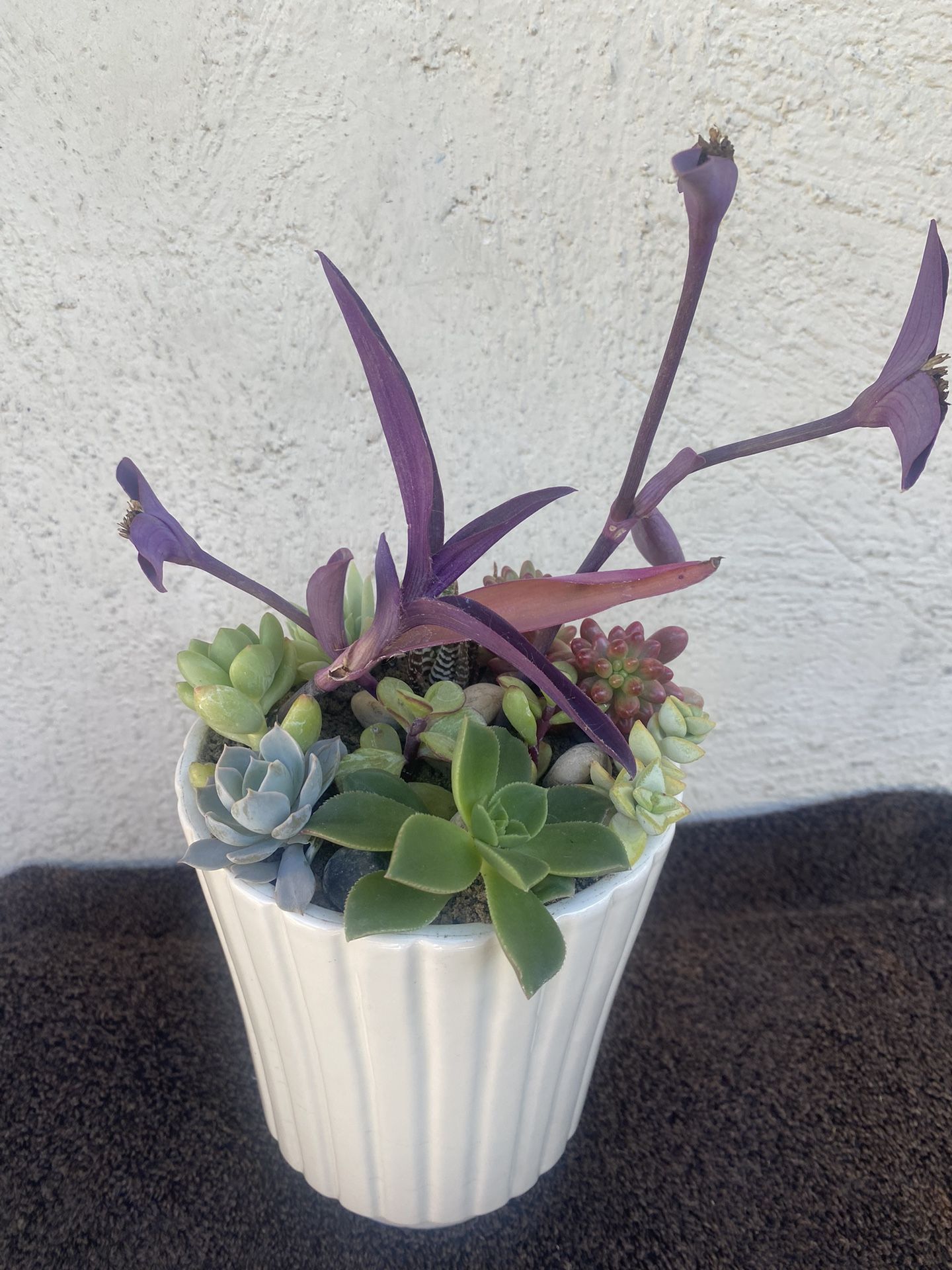 Succulents Plant Arrangement