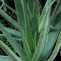Aloe Vera and tools