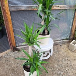 Yucca Plants 10" Pot $12 Each