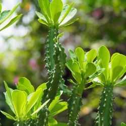 Indian Spurge Tree or Snuhi