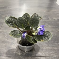 African Violet Plant Flower Blooming Curley Rare