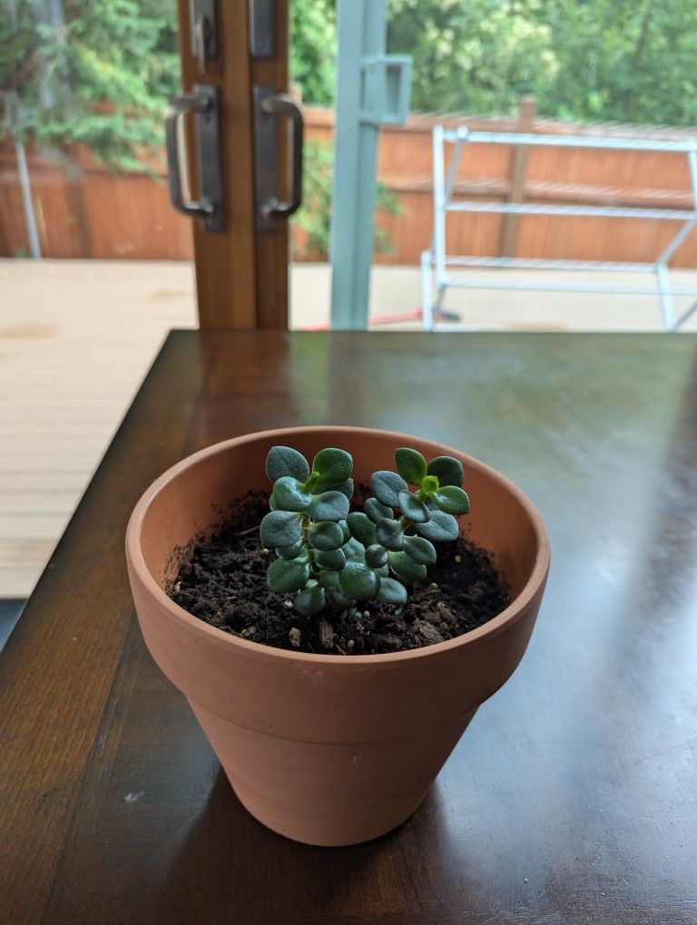 Succulents