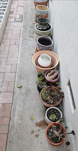 Assorted Plant Pots