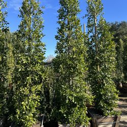 Ficus Nitida Indian Laurel Privacy Hedge