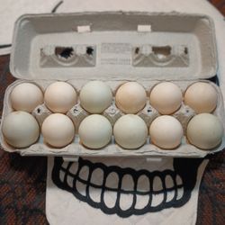 6ct Or 12 Ct Of Duck Eggs