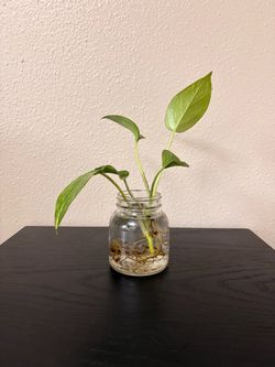 Pothos