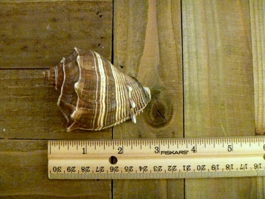 Melongena shell 3" caribbean crown conch seashell beach ocean home decor