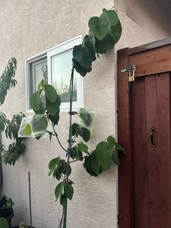 Almost 8 ft tall chirimoya tree ..healthy … no chemicals just natural fertilizers ..$170.00