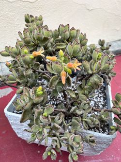 Large Mature Bear Paw Succulent in off white Cream Coastal Planter