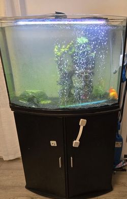 Fish Tank And Fishe