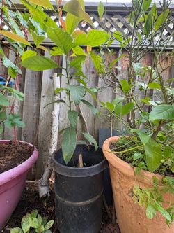 Live 3-ft Avocado Tree in 15-gallon pot