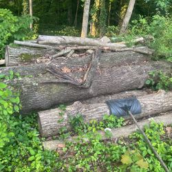 Free To Go  Tree  