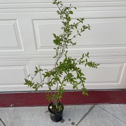 Healthy Red Ruby Pomegranate Fruit Tree Plant