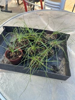 Albuca humilis
