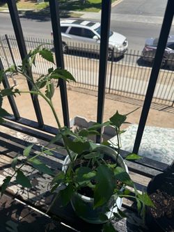 Free Pepper plants