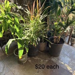 Indoor Houseplants Outdoor Plants $20 Each 