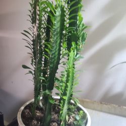 Succulents  Fast Growers