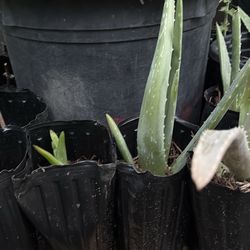 Aloe Vera plant