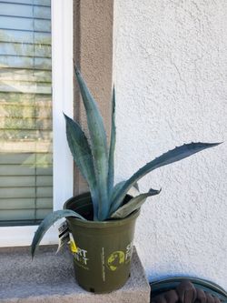 Blue agave Americana (Century plant)