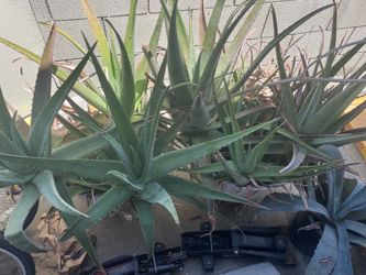 Giant aloe vera plants