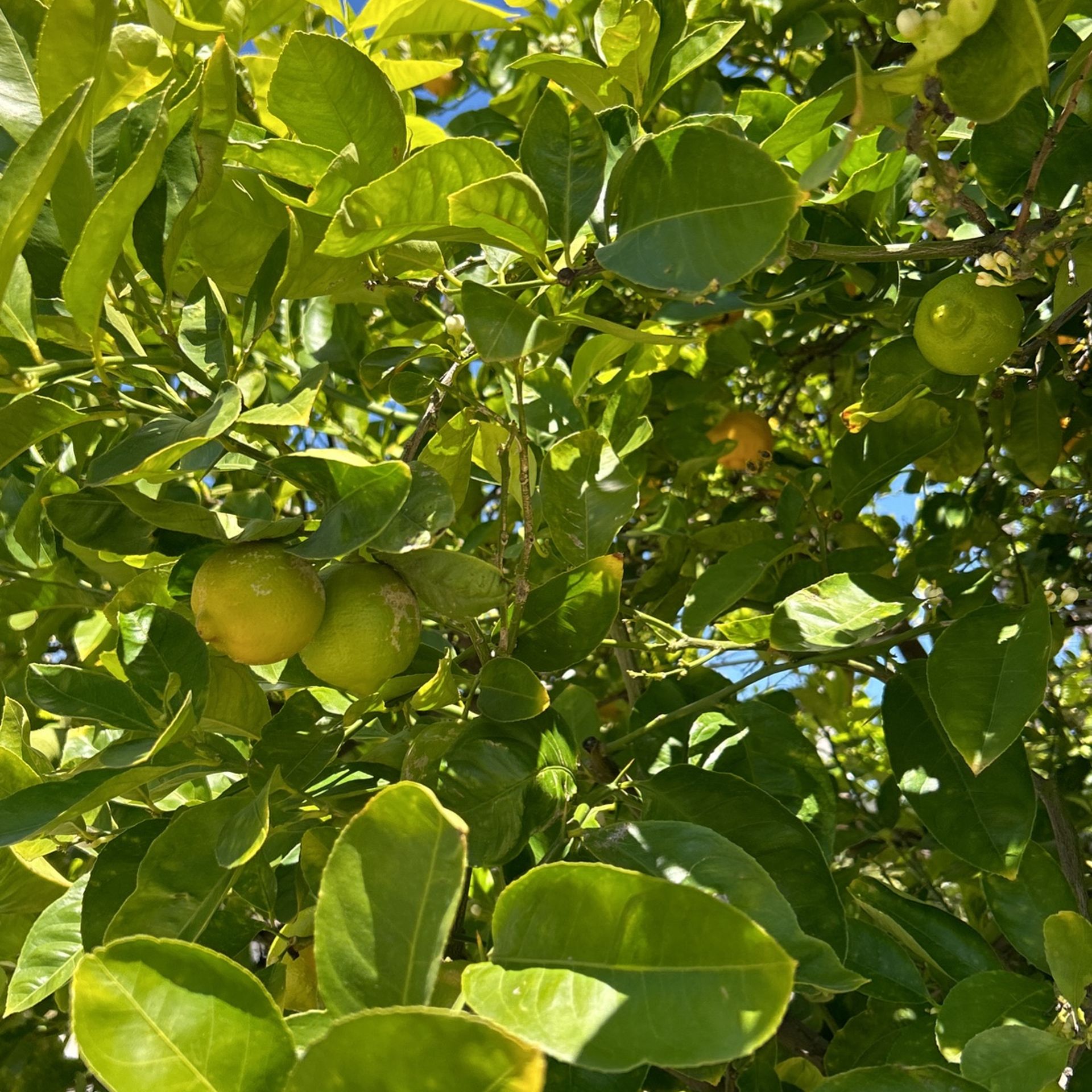 Árboles De Lima Chichona Dulce
